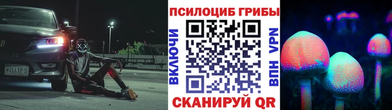 закладки  Гвардейск  Псилоцибиновые грибы Psilocybe 